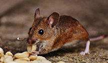 24 Hour & Emergency Exterminators in Fife, WA